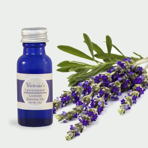 A small bottle of Victoria's Lavender - Lavender Essential Oil beside a bunch of fresh lavender flowers, set against a white background.