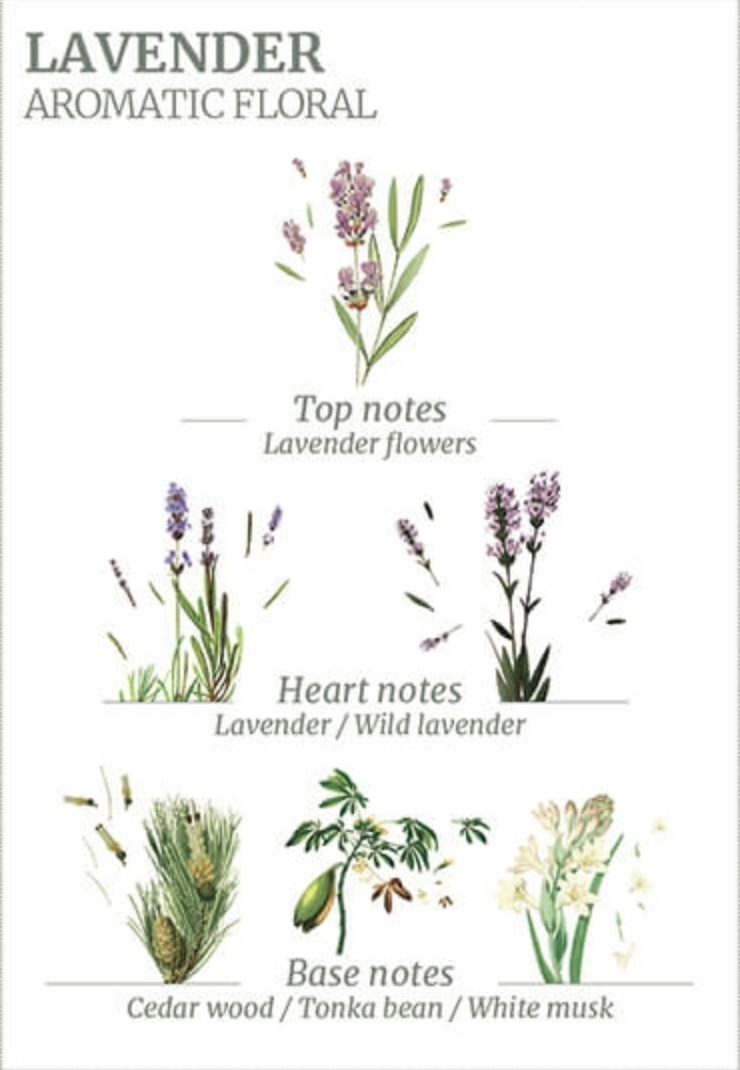 An infographic titled "Panier Des Sens Collector Glass Bottle Relaxing Lavender Liquid Soap" detailing the scent profile of lavender with illustrations of top notes (lavender flowers), heart notes (lavender and wild lavender), and base notes.