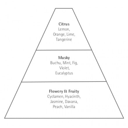 Illustration of a pyramid divided into three sections, labeled from top to bottom as "citrus," "musky," and "flowery & fruity," each with examples of scents like lemon, Carthusia Capri Forget Me Not Eau de Parfum by Carthusia I Profumi de Capri.