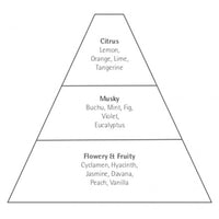 Illustration of a pyramid divided into three sections, labeled from top to bottom as "citrus," "musky," and "flowery & fruity," each with examples of scents like lemon, Carthusia Capri Forget Me Not Eau de Parfum by Carthusia I Profumi de Capri.
