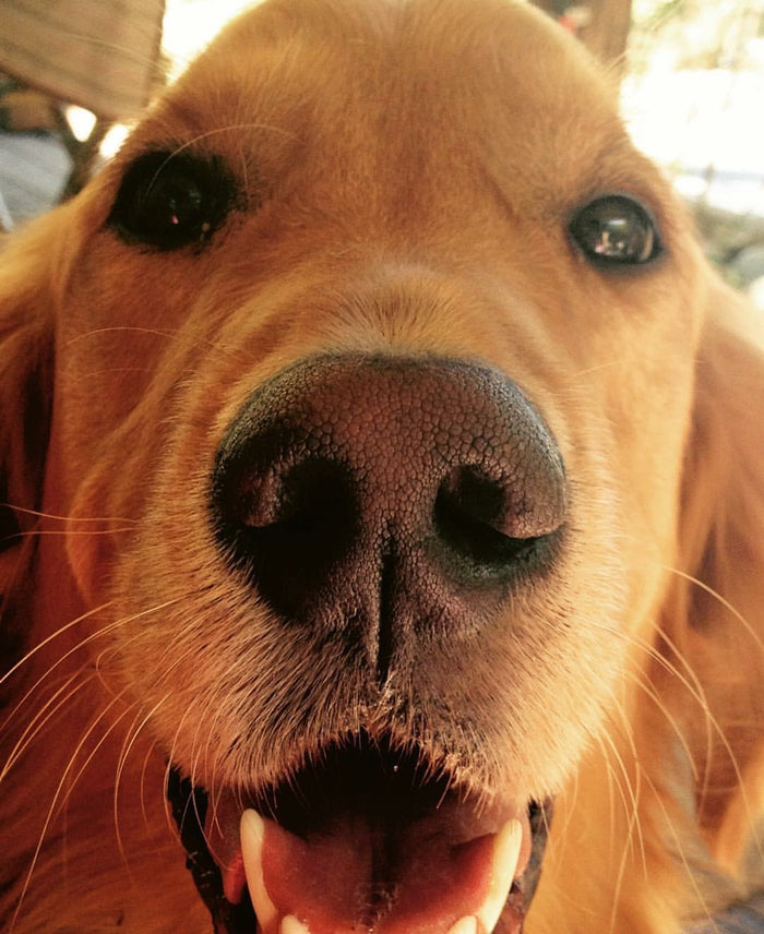 Close-up image of a golden retriever's face. The dog's nose is prominently in the center of the frame, with its mouth slightly open, showing teeth, and eyes looking directly at the camera. The background is blurred.