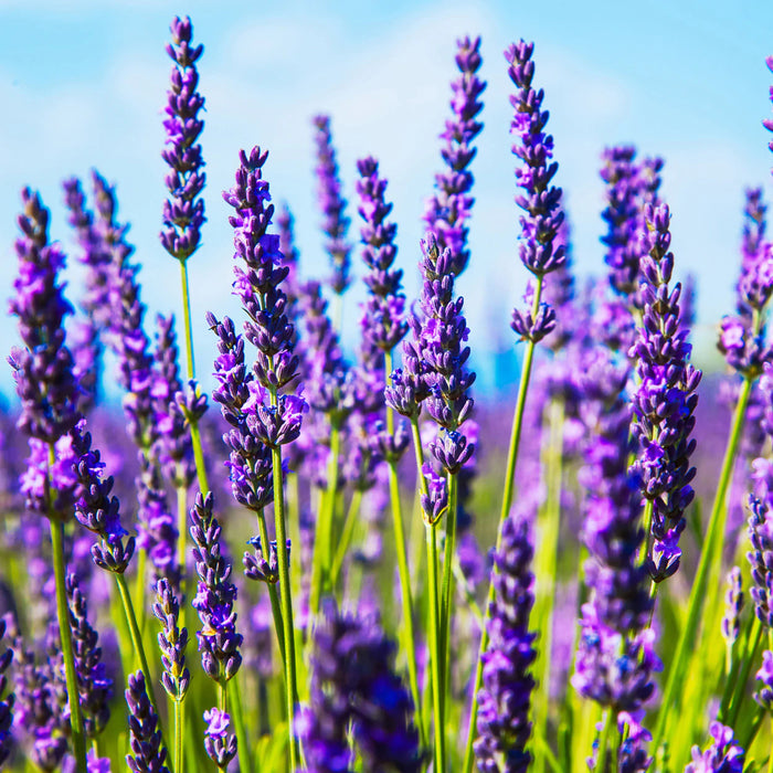 Close-up of vibrant lavender flowers in full bloom under a bright blue sky, showcasing their rich purple hues and green stems.