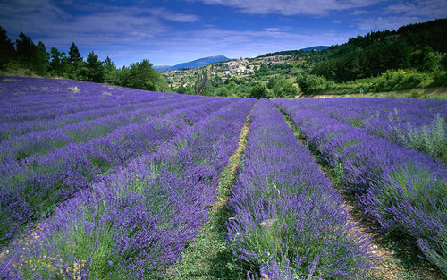 Made in Provence