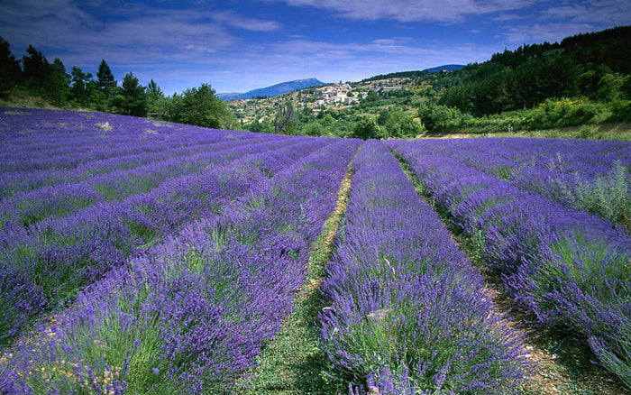 A vast lavender field extends towards a distant village nestled in rolling hills. Rows of vibrant purple flowers stand out against the lush green landscape, beneath a bright blue sky with scattered clouds.