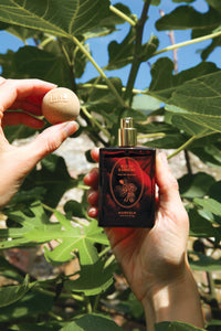 A person holds the Norfolk Natural Living Wild Fig & Gardenia Parfum bottle among green fig leaves, with another hand holding its engraved round cap. The bright setting highlights the oil-based parfum's natural freshness, with enduring notes of Wild Fig and Gardenia.