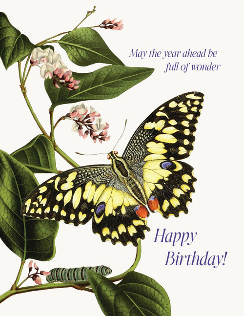 The "May the year ahead be full of wonder" birthday card by P. Flynn Design / Phun House features a vibrant butterfly, blooming branch, and caterpillar, with cheerful greetings in purple script on eco-friendly paper—perfect for all ages.