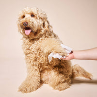 A fluffy, light brown dog sits with its tongue out as a person gently wipes its front paw using Goldie - So Fresh, So Clean Probiotic Wipes by Goldie against a plain beige background.