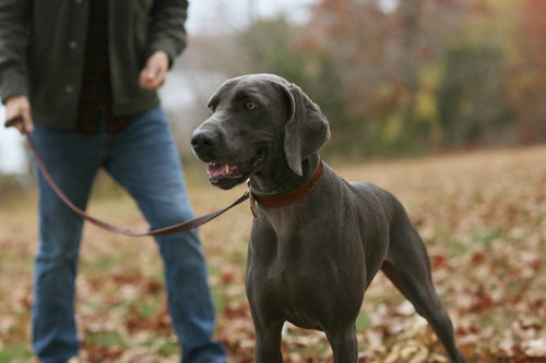 A person strolls through a park covered in fallen leaves, walking a gray dog on a leash. The alert, happy dog joyfully sniffs the autumn air while vibrant foliage blurs behind. They rely on Fox + Hound Harness and Leash Spray for effective odor elimination.