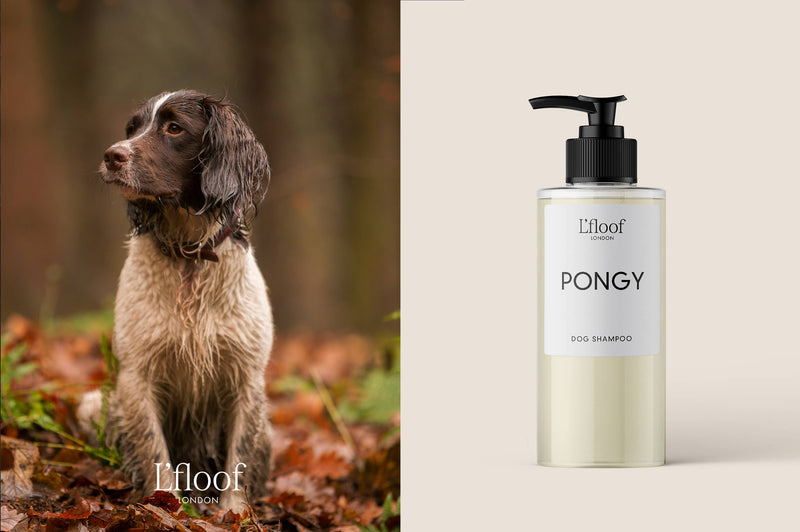 On the left, a wet dog with long fur sits outdoors among autumn leaves. On the right, a bottle of L'floof PONGY Orange/May Chang Natural Dog Shampoo is shown against a light beige background. This cruelty-free shampoo from L'floof comes with a black pump dispenser and is infused with essential oils.