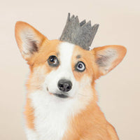 A cute corgi with tan and white fur wears the MODERNBEAST Wool Pet Party Crown, looking slightly to the side against a plain light background.