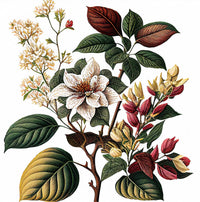 A detailed botanical illustration inspired by FRENCH GIRL Figue Boisée Organic Vegan Woody Aromatherapy Perfume shows three blooming branches—large white flowers, small white clusters, and pink buds with yellow blooms—amid green and brown leaves.