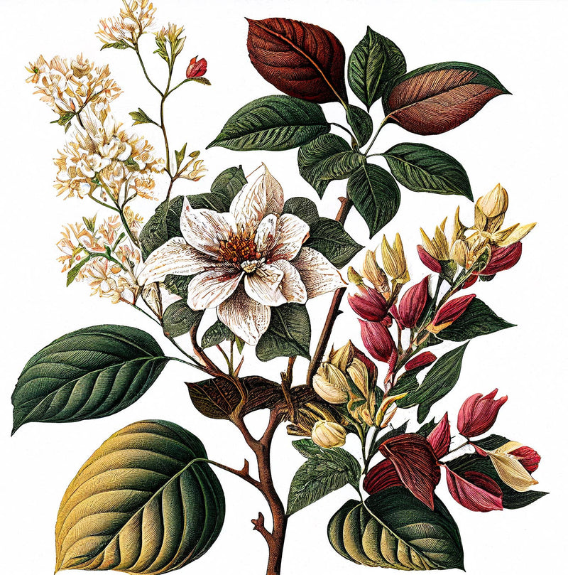 A detailed botanical illustration inspired by FRENCH GIRL Figue Boisée Organic Vegan Woody Aromatherapy Perfume shows three blooming branches—large white flowers, small white clusters, and pink buds with yellow blooms—amid green and brown leaves.