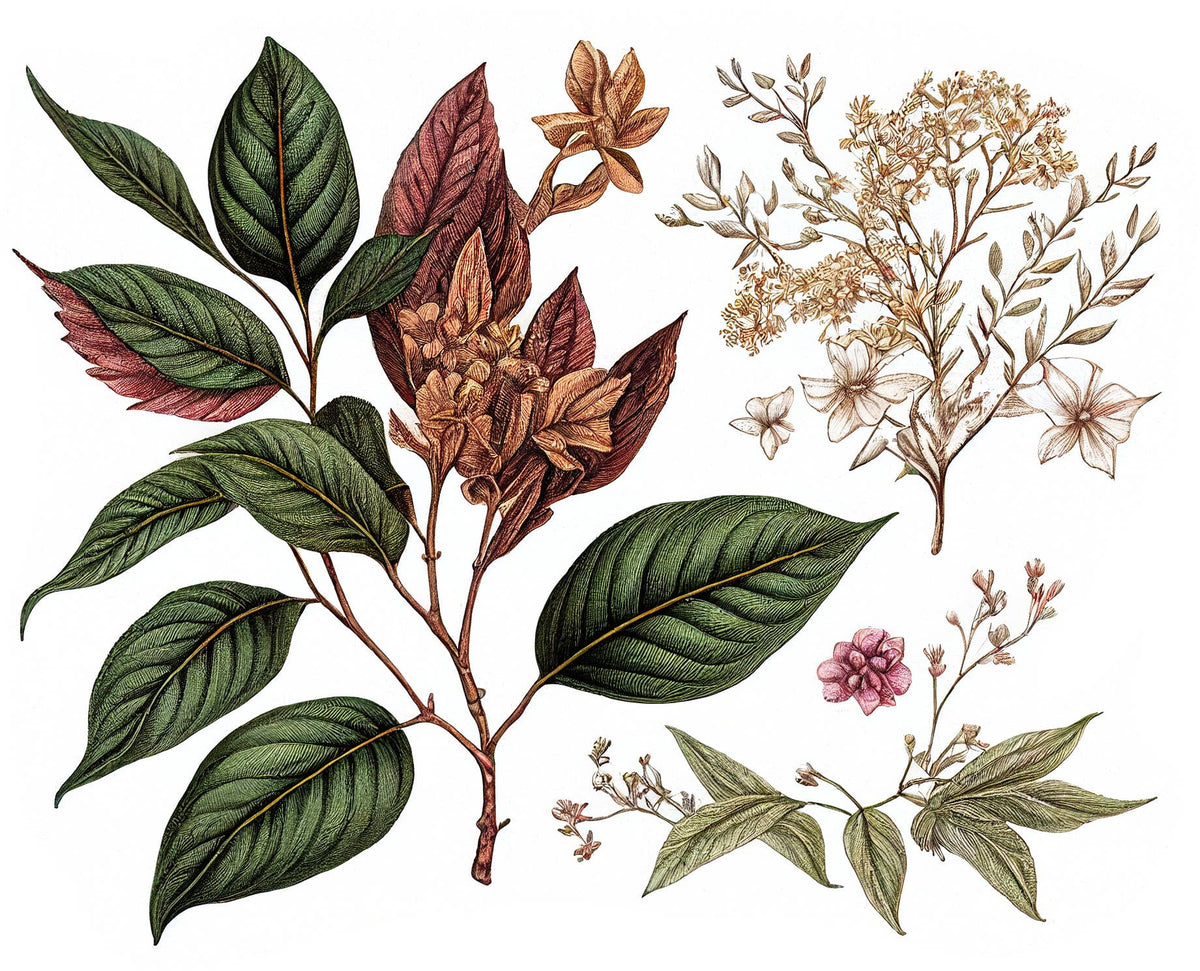 An illustration of lush green and red leaves, yellow and white blooms, and airy branches on white evokes the essence of FRENCH GIRL Eau Du Tabac, an organic vegan natural aromatherapy perfume by FRENCH GIRL.