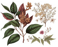 An illustration of lush green and red leaves, yellow and white blooms, and airy branches on white evokes the essence of FRENCH GIRL Eau Du Tabac, an organic vegan natural aromatherapy perfume by FRENCH GIRL.