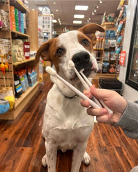 A dog sitting in a store playfully holds three cotton swab sticks in its mouth, seemingly contemplating the new Wag & Bright Supply Co. Puppy Polisher Eco Toothbrush from the shelves filled with pet dental health products. The white dog with brown patches gazes directly at the camera.