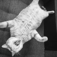 Ciao Gatto Cat Market - Crunchy Kitty Kale