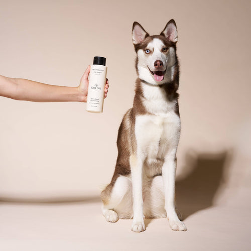 A brown and white husky sits on a beige background as a hand holds a bottle of Goldie - Healthy Coat dog shampoo by Goldie next to the dog.