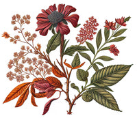 Detailed vintage botanical illustration with red, pink, and orange flowers and green-orange leaves on a white background—an inspiring design for FRENCH GIRL Attara Organic Vegan Amber Natural Aromatherapy Perfume by FRENCH GIRL.