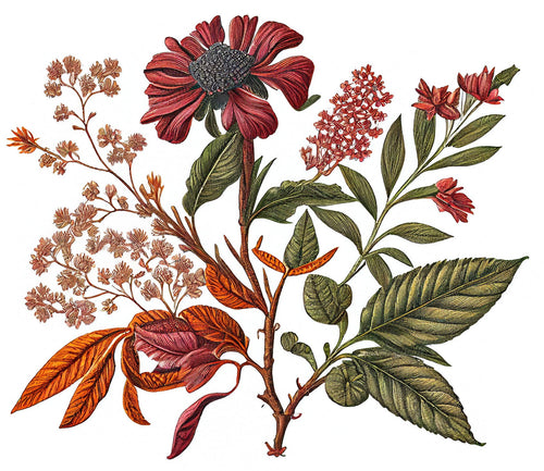 Detailed vintage botanical illustration with red, pink, and orange flowers and green-orange leaves on a white background—an inspiring design for FRENCH GIRL Attara Organic Vegan Amber Natural Aromatherapy Perfume by FRENCH GIRL.