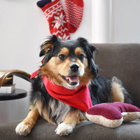 A small, fluffy dog in a red bandana sits on a gray chair next to the MODERNBEAST Holiday Lavender Zenbone, with red holiday stockings hanging on the wall behind them.