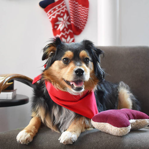 A small, fluffy dog in a red bandana sits on a gray chair next to the MODERNBEAST Holiday Lavender Zenbone, with red holiday stockings hanging on the wall behind them.