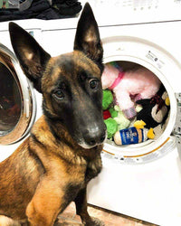 A brown and black dog sits before an open washer full of colorful toys, gazing up curiously—an ideal setting to showcase Fox + Hound Pet Natural Laundry Detergent Basil by Fox + Hound.
