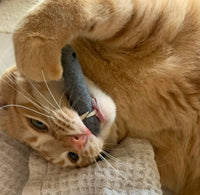 Ciao Gatto Cat Market - Organic Catnip Infused Wool Sardines 