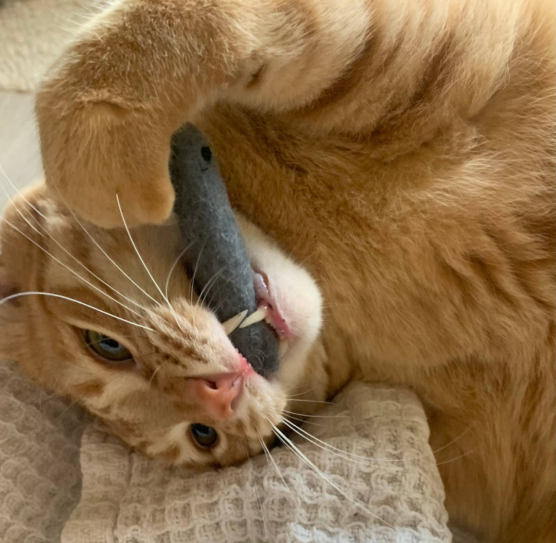 Ciao Gatto Cat Market - Organic Catnip Infused Wool Sardines 