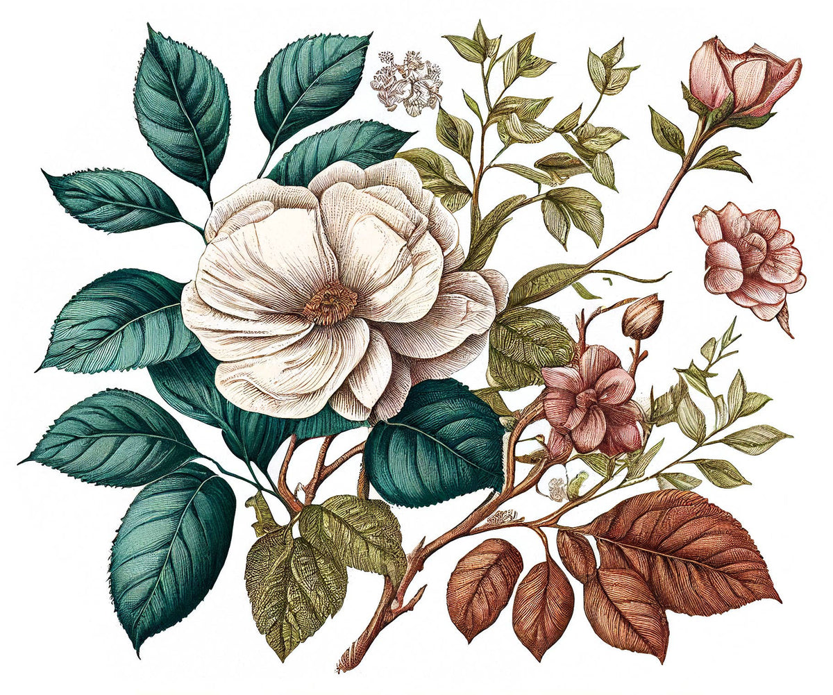 Delicate white and pink roses with green and brown leaves in a vintage botanical style on white—an inspiring motif for the FRENCH GIRL Eau Du Maroc Organic Vegan Natural Aromatherapy Perfume by FRENCH GIRL.