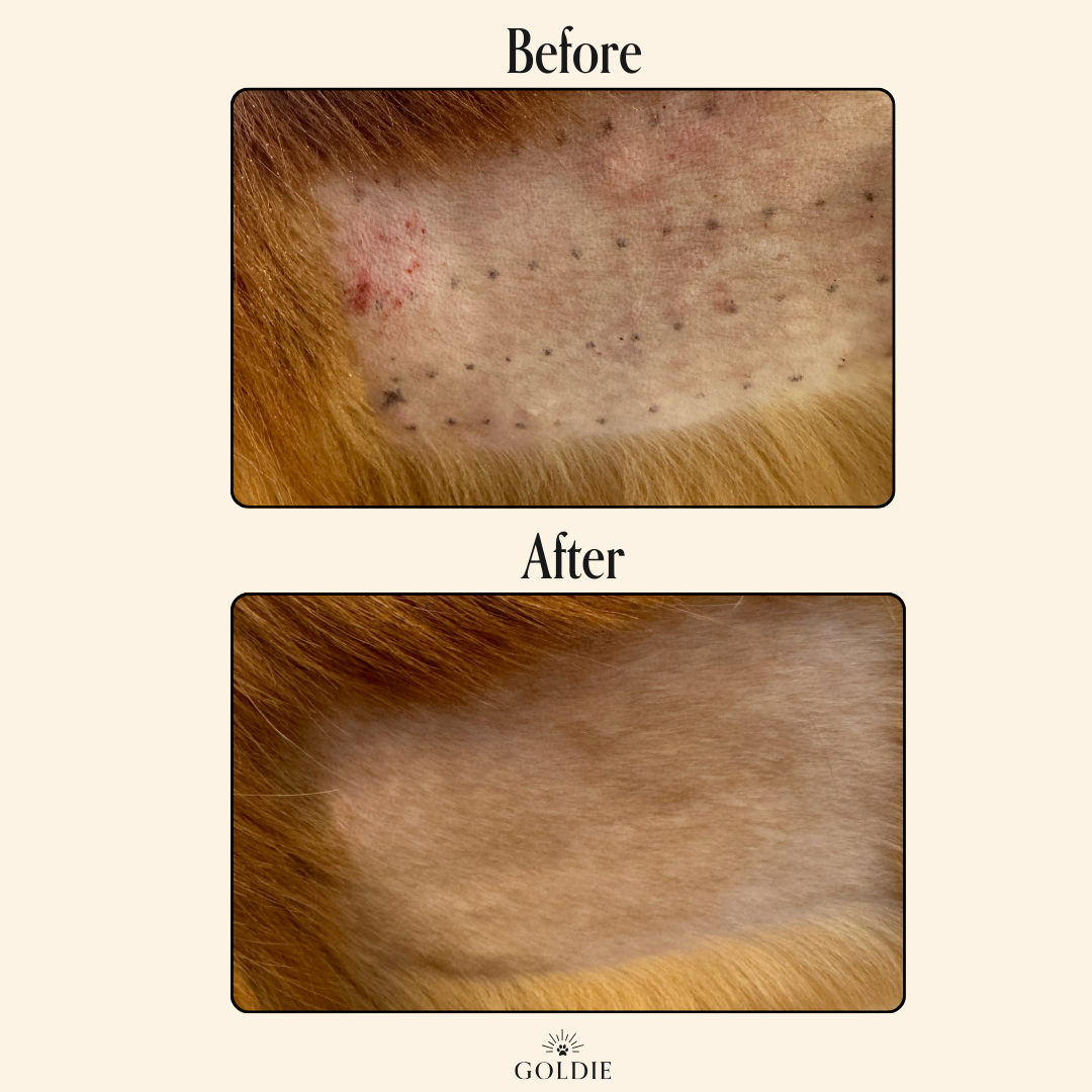 Before and after photos show a patch of animal skin with sparse fur and dark spots significantly improved after using Goldie - Miracle Mist by Goldie, resulting in thicker fur growth and visibly healthier skin.