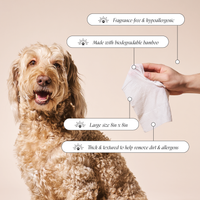 A curly-haired dog sits by a hand holding Goldie - So Fresh, So Clean Probiotic Wipes. Callouts note features: fragrance-free, hypoallergenic, biodegradable bamboo, large 8x8" size, and thick textured wipes from Goldie.