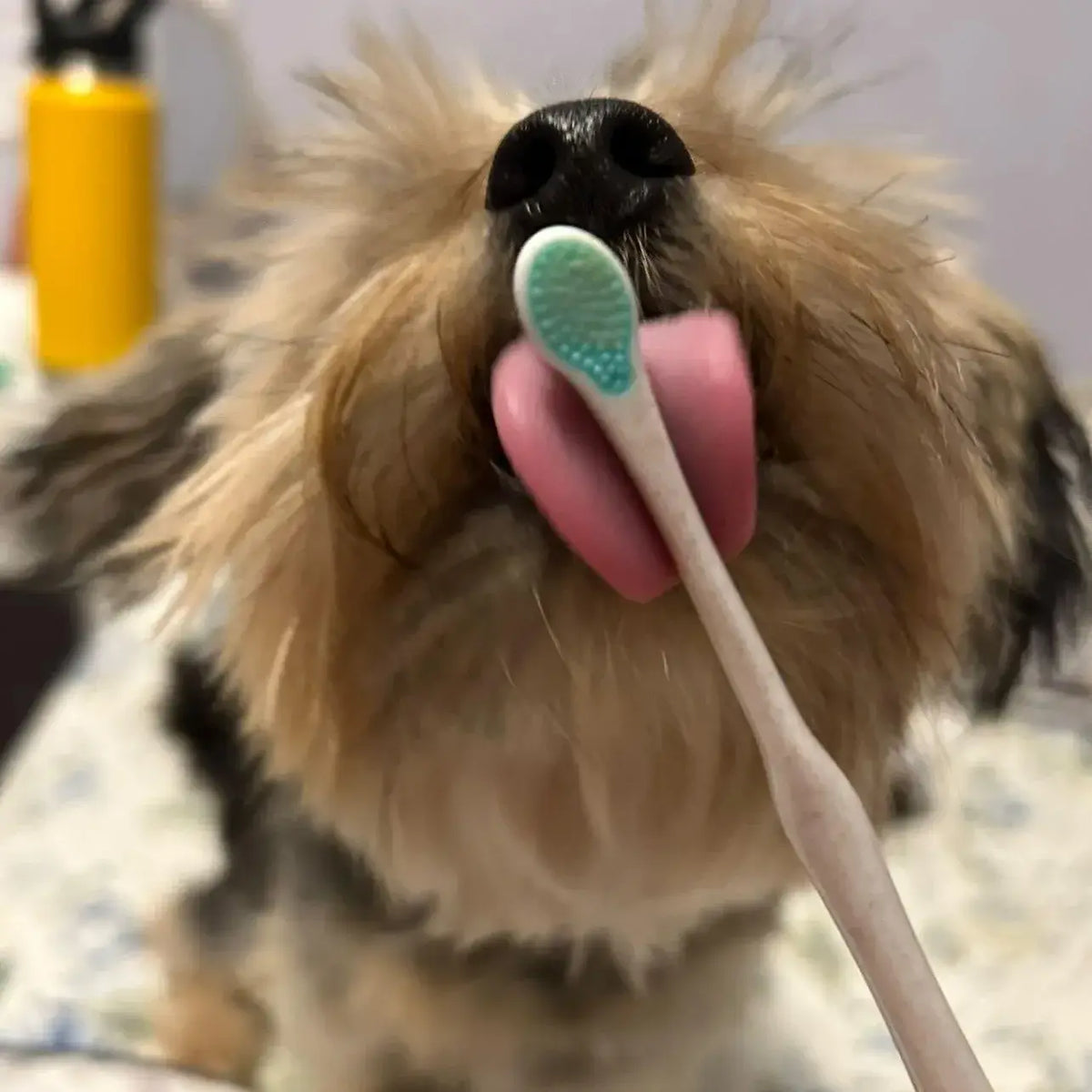 A fluffy dog eagerly licks a Puppy Polisher Pearl Eco Toothbrush from Wag & Bright Supply Co., extending its tongue towards the camera. The toothbrush, which is renowned for enhancing dog dental health, features a blue head against a slightly blurred background.