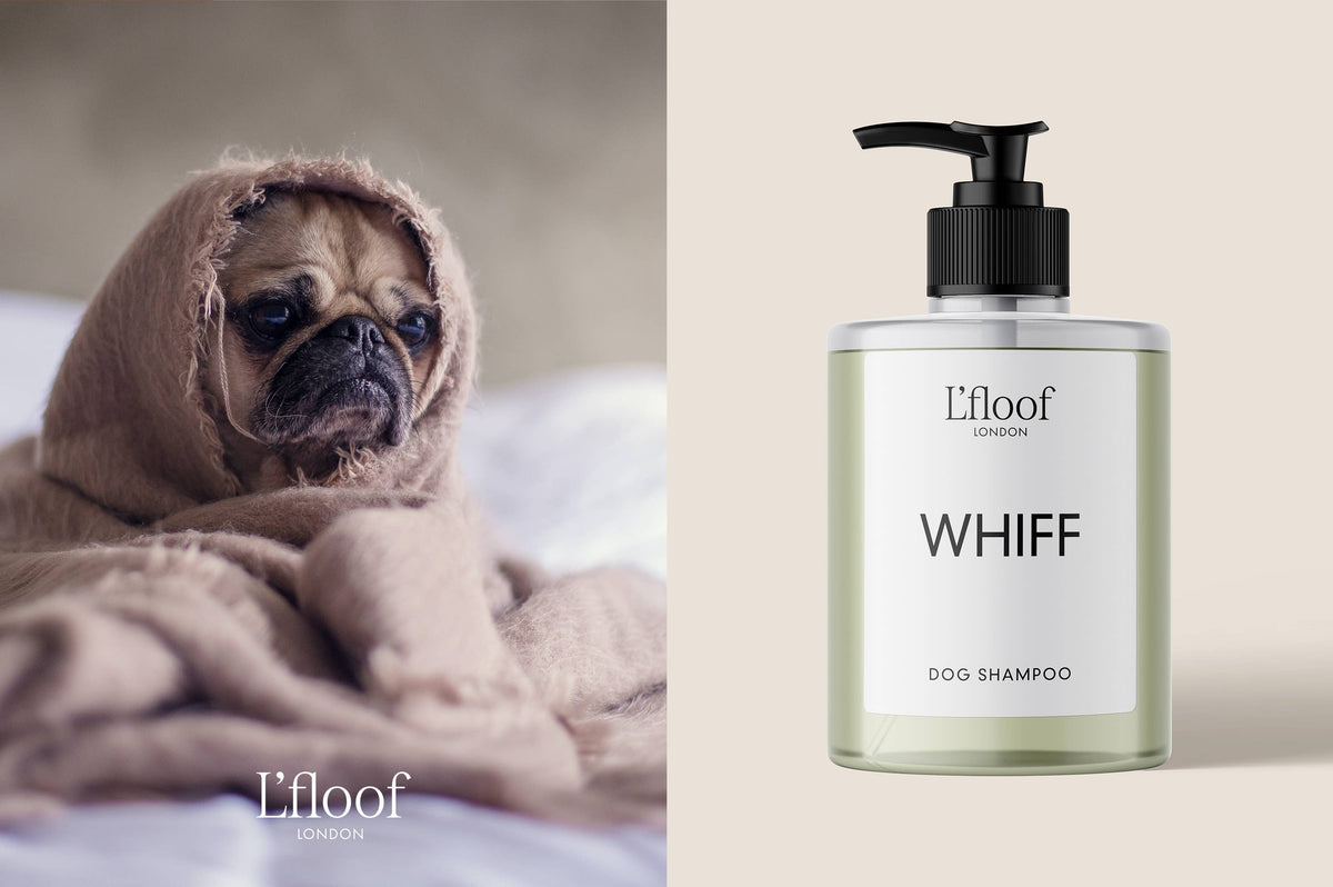 An image split into two sections. The left side shows a small dog wrapped in a beige blanket, peeking out with a sad expression. The right side displays a bottle of "L'floof WHIFF Natural Orange Oil Dog Shampoo," known for being paraben-free and cruelty-free, with a pump dispenser.