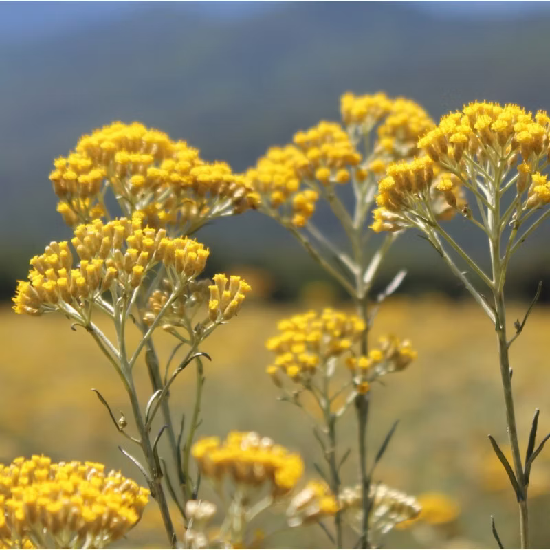 Clusters of bright yellow Corsican immortelle, featured in ISULA parfums Aqua di Murtella di Corsica eau de toilette, stand tall in a sunlit field with yellow blooms and distant mountains under a clear sky.