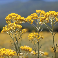 Clusters of bright yellow Corsican immortelle, featured in ISULA parfums Aqua di Murtella di Corsica eau de toilette, stand tall in a sunlit field with yellow blooms and distant mountains under a clear sky.