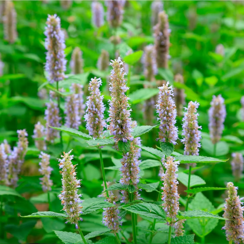 Close-up of blooming anise hyssop with tall purple spikes and green leaves in a lush garden, their scent reminiscent of ISULA parfums Dolce Pasciuli - Soft Patchouli eau de toilette by ISULA parfums.