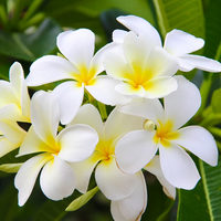 A cluster of white plumeria with yellow centers and lush green leaves captures the essence of ISULA Fiore di Tiare - Monoï Tiare Flower Hair Conditioner by ISULA parfums, evoking nourishment and smoothness for your hair.