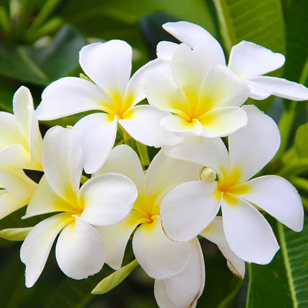 ISULA parums Monoi Tiare Flower Precious Oil