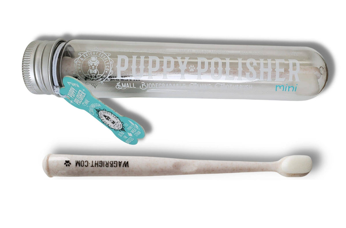 The "Wag & Bright Supply Co. - Puppy Polisher Mini Eco Toothbrush (Small)" is elegantly showcased in a transparent cylindrical case with a metal lid. Made from sustainable bioplastic, it has a short handle and 5,000 silky PBT bristles, making it ideal for pets. A tag is affixed to the case.