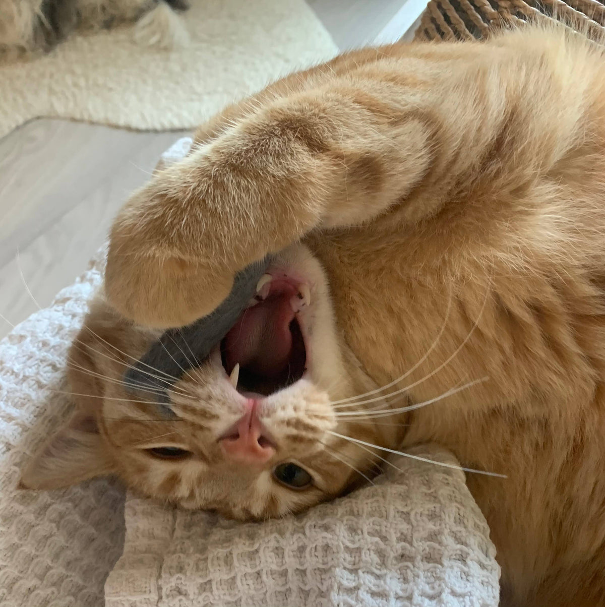 Ciao Gatto Cat Market - Organic Catnip Infused Wool Sardines 