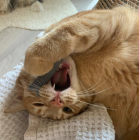 Ciao Gatto Cat Market - Organic Catnip Infused Wool Sardines 