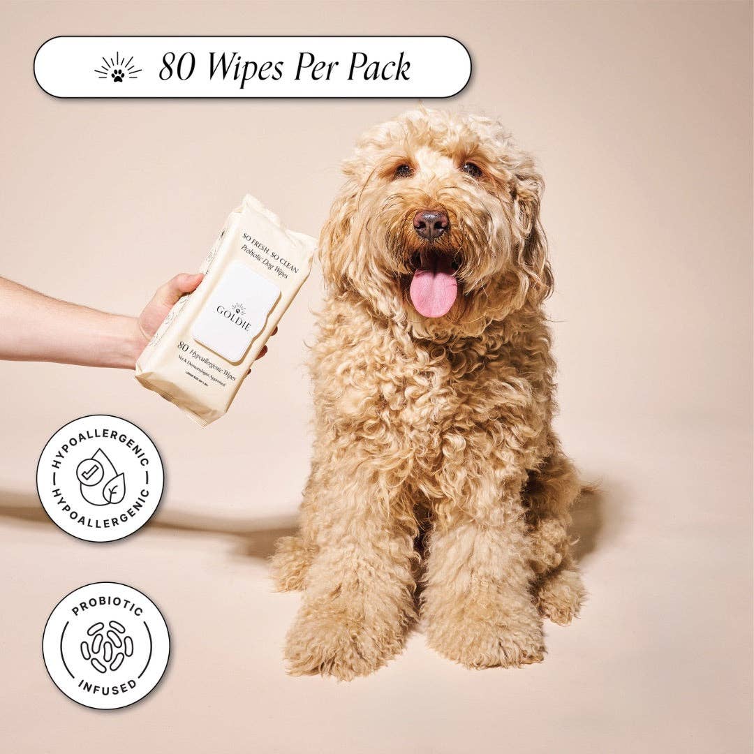 A fluffy, brown dog sits on a neutral background with its tongue out. A hand holds Goldie - So Fresh, So Clean Probiotic Wipes by Goldie (80 wipes per pack), shown as hypoallergenic and ideal for gentle dog grooming.