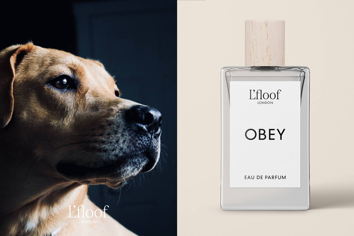 A promotional image featuring a split view: on the left, a close-up of a light-brown dog gazing attentively; on the right, a bottle of "L'floof OBEY Dog Perfume Fragrance Spray" with a minimalist design and light wooden cap, hinting at its fruity floral scent crafted for both you and your furry friend.