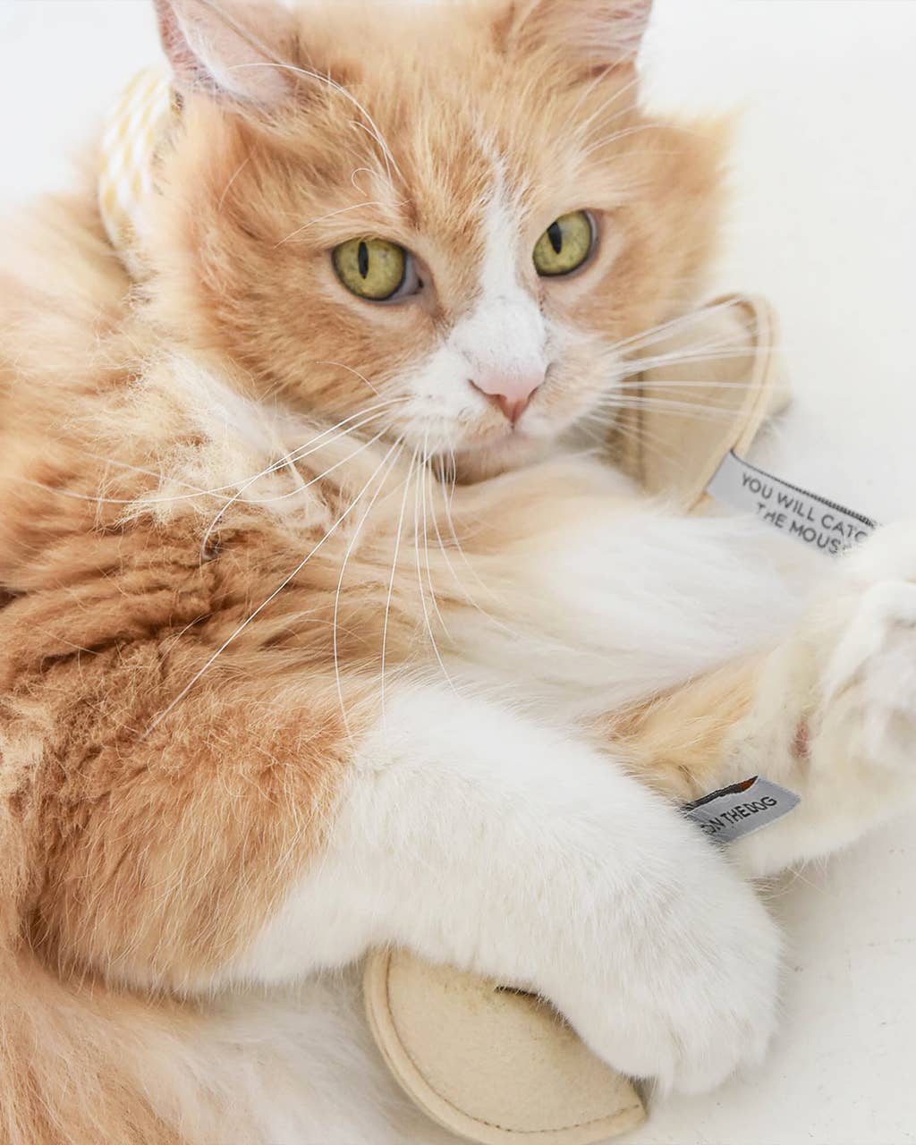 A fluffy orange and white cat lounges, hugging the MODERNBEAST - Kitty Fortune Cookie Organic Catnip Cat Toy, its green eyes gazing at the camera. The toy’s tag reading "YOU WILL CATCH THE MOUSE!" is partially visible.
