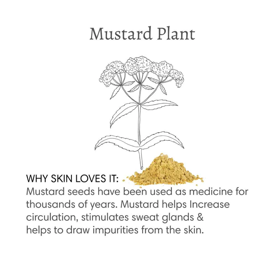 Line art of a mustard plant above mustard seed powder illustrates Barefoot Venus 100% Natural Mustard Bath Soak Refill Bag, which boosts circulation, stimulates sweat glands, and draws out impurities for healthier skin.