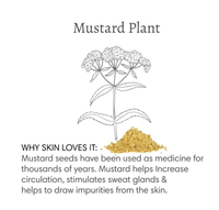 Line art of a mustard plant above mustard seed powder illustrates Barefoot Venus 100% Natural Mustard Bath Soak Refill Bag, which boosts circulation, stimulates sweat glands, and draws out impurities for healthier skin.