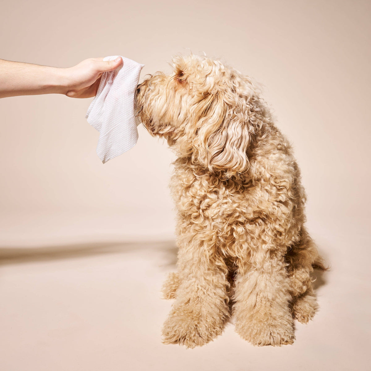 A hand uses Goldie - So Fresh, So Clean Probiotic Wipes by Goldie to gently clean a fluffy, light brown dog’s face against a beige background—showcasing the soothing care of these gentle, hypoallergenic wipes.