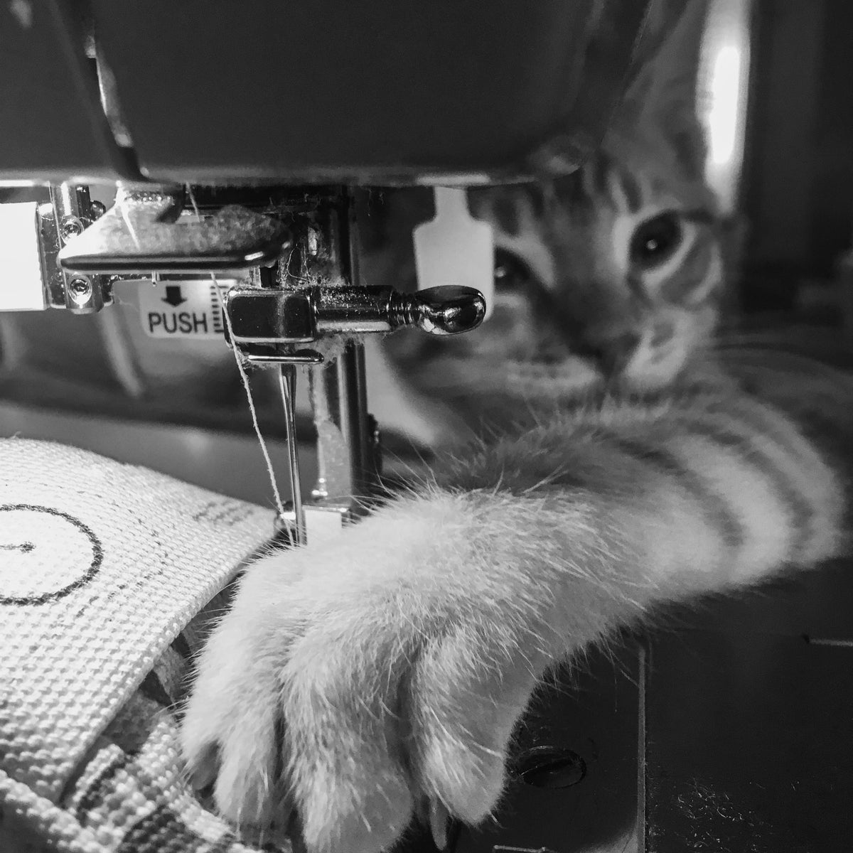 Ciao Gatto Cat Market - La Pasta Di Gatto Organic Catnip Tortellini 