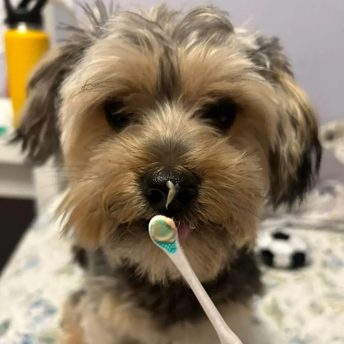 A small, fluffy dog gazes at the camera while holding a Wag & Bright Supply Co. - Puppy Polisher Pearl Eco Toothbrush (Extra Small) with toothpaste in its mouth. A toy soccer ball is visible in the blurred background, showcasing the pup's enthusiasm for both playtime and canine dental care by Wag & Bright Supply Co.