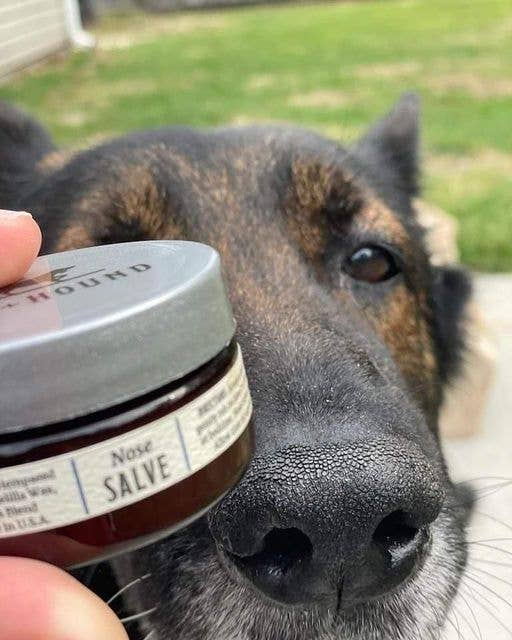 A dog's nose sniffs a jar of Fox + Hound Nose Salve For Dogs, Butter, Balm held by a person outdoors, discovering Fox + Hound's natural balm for gentle dry nose relief.